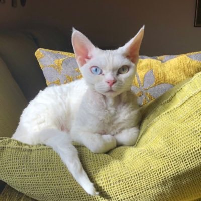 devonrex80's profile picture. 