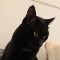 さつき (@ranchachamaru) 's Twitter Profile