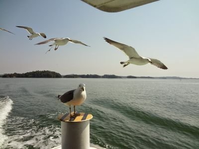 HiroMk6KK's profile picture. 鯉党、将棋好き、カレー好き。