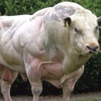 Bull_Market_Mello (@kevinmoriarty67) 's Twitter Profile