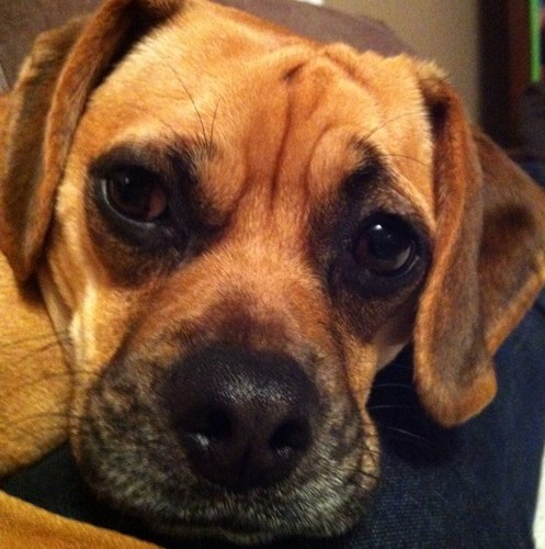 StellaPuggle's profile picture. 