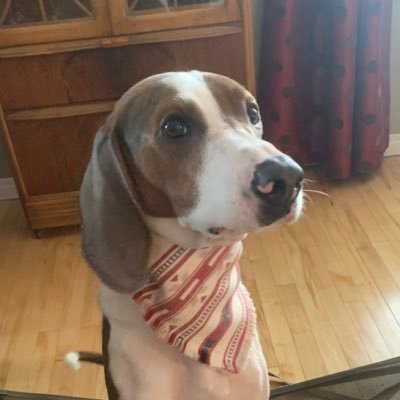 EricMitsuo's profile picture. Morning News Anchor at @vistaradio for Vancouver Island / Dog Dad / Photographer / Host of Beyond The Frame