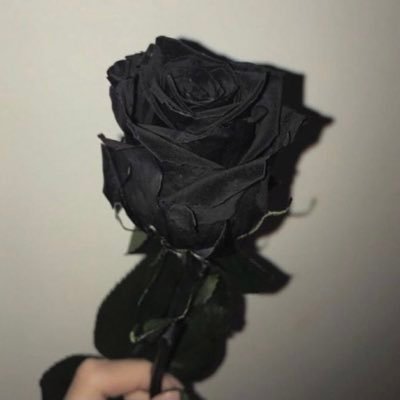 zeniwnl's profile picture. taken