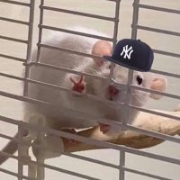 Baseball Rat (@baseballlrat) 's Twitter Profile