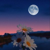 🌼. (@nagwamousa22) 's Twitter Profile