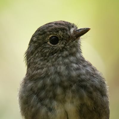 Mainly photos of NZ birds. All taken by me. Please don't steal them.