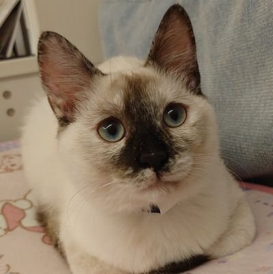 合唱好き、軽く合唱オタク。
見るだけで飽き足らず、呟くことにしました。9年間合唱歴あり。
どなた様もお気軽に絡んでください!
合唱の話したい!
猫好き。
2022年11月2か月の保護猫お迎え。♀シャム系mix
2024年9月3か月の保護猫お迎え。♂グレーハチワレmix
