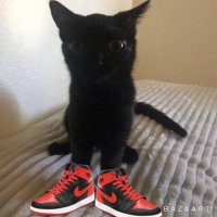 shoebilling (@shoebilling) 's Twitter Profile