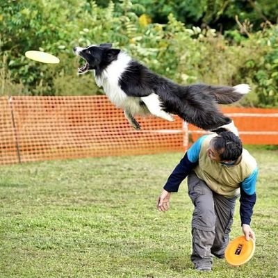 ボーダーコリー
 風里 （2012.7.5♂-2023.3.31🌈)
 志嬉 （2023.4.26- ）

フォロー、リムはご自由にどぞ。▼△▼