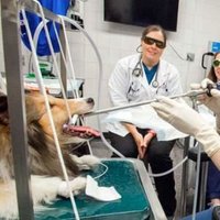 journal of veterinary medicine and health (@journalofv99120) 's Twitter Profile