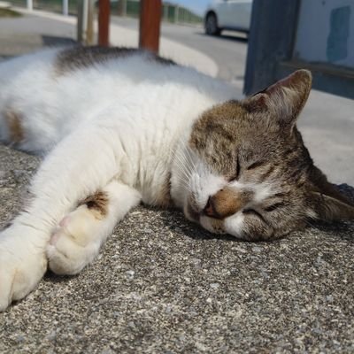 野良猫の配信　ウイスキーが大好き