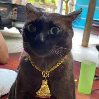 TimaMrr's profile picture. 