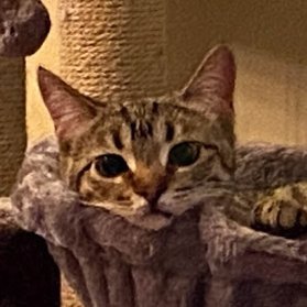 米在住です。3歳の猫ちゃん🐈&年下の彼(夫)とゆるーく暮らしてます。
海外にいると日本人であることに気づく事が多く最近は古典神道を読んでいます。 ⛩️ 神道は日本の信仰で八百万の神々が鎮座する国。地元にオオトシこと饒速日命の御殿があった説驚きました。再度降臨説信じます。