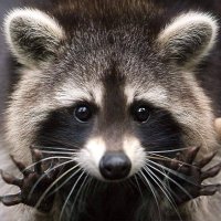 Trelyon ➡ ❄⋆⁺₊ NotLeavingTheHouseCon ⋆⁺₊⋆ ❄ ⁺₊⋆ ❄ (@_trelyon_) 's Twitter Profile