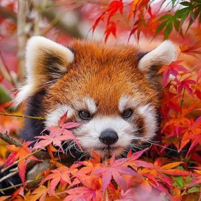 _Magpie_Maggie_'s profile picture. I'm just here cause I can be. || Oilers :) Blackhawks :) Frost :) watching other teams from a distance :) || she/her