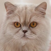 Julie Levine🟧 (@julielevin97493) Twitter profile photo