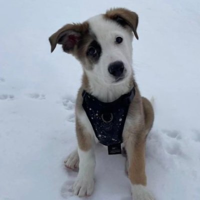 Miigwetch2023's profile picture. 