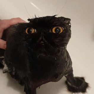 RegulusAG's profile picture. 💥🎸🍂🌟| jim carroll is my muse |