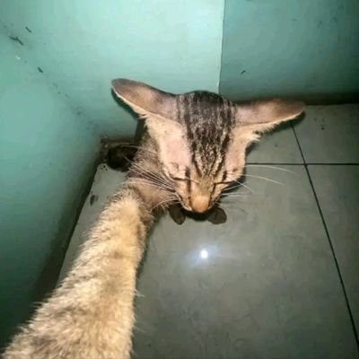 DinoDisini09's profile picture. 