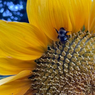 Science, climate change, energy & just transition, climate equity, edu, biodivers, children, community, EVs, SDGs, permaculture, Views are my own. She/her