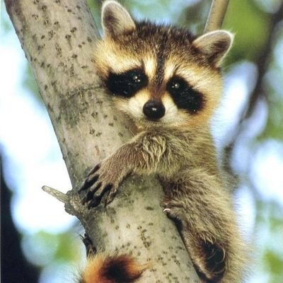 This Page Is Dedicated To All #raccoon Lovers. Follow⬇️ For Daily contents.