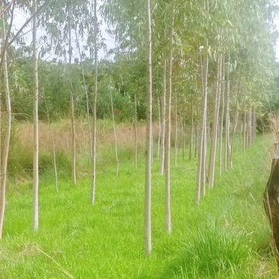 BordonPicagua's profile picture. Cantar