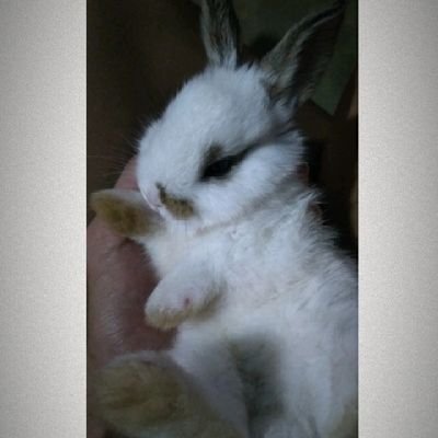 Auriangelis🌸 Profile