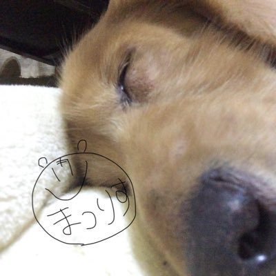 日野きりあ🏮🌽💛🐰🧪🤖さんのプロフィール画像