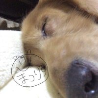 日野きりあ🏮🌽💛🧪🤖🧸♔(@7216_fubuki) 's Twitter Profile Photo