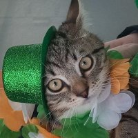 Irish First(@LisaRonayne1) 's Twitter Profile Photo