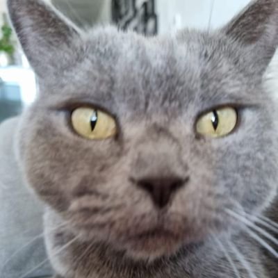 _fakkaa's profile picture. SHUT THE HELL UP!!!