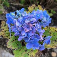 オモダカ (@neko_mo_arukeba) 's Twitter Profile Photo