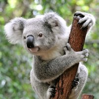 Tembelligent (@tembelligent) 's Twitter Profile