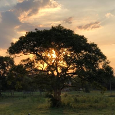 jenueljos's profile picture. 🇵🇾