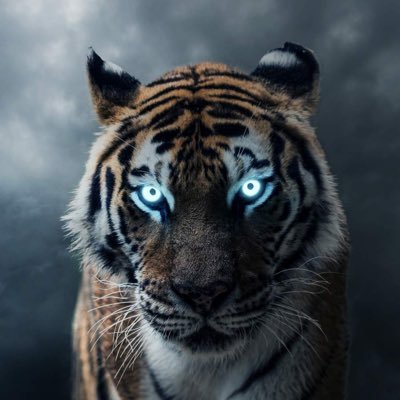 TDog42781's profile picture. Donald J. Trump, your president saving Black lives daily. Coming soon to a democratic run city near you😎🚫 DM/Commies/Pedos/Whores. America🥇 🇺🇸 IFBAP 🇺🇸