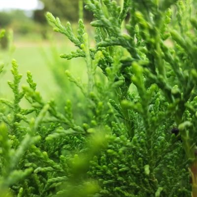 NihalSivapuram's profile picture. 