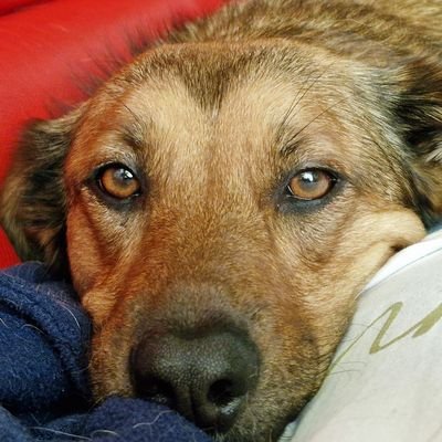 ❤ man en dieren 🐈🐕.
Wandelen, natuur en dieren🐾 (onbewerkte foto's gemaakt met telefoon)