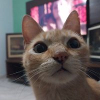 Pedro Rian (@_pedrorian_) 's Twitter Profile