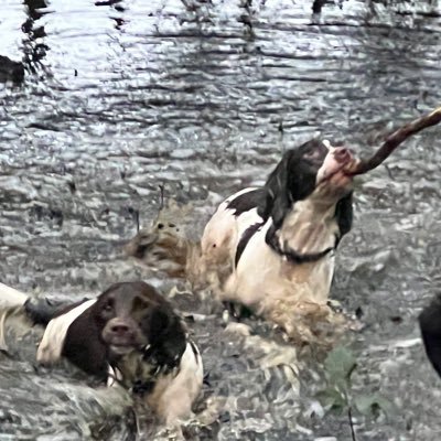 We’re a pair of fun loving troublemakers with the world at our feet, with plenty of zoomies!! Learning to be a fearless Zombie Hunters, just like WilseytheWoo!