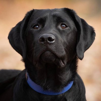 A family run business in the great outdoors. Labrador Retriever puppies, pet training and pet boarding available on our website: https://t.co/tsVCxVFPgh