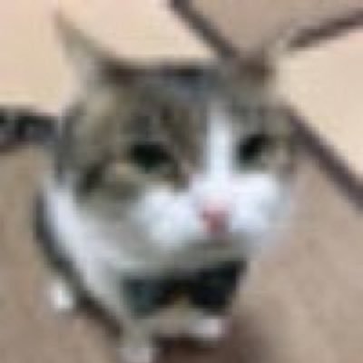 the spingus/
i like alot of things, like tokusatsu, Ben 10, etc/
13, so nsfw accs fuck off/
don't post much btw