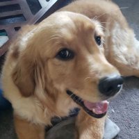 Wolfegirl (@feistyoldbroad) 's Twitter Profile