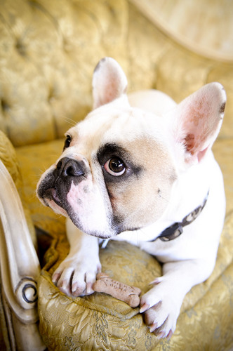 Kiru_Inu's profile picture. My name is Kiru, I've never been mad.