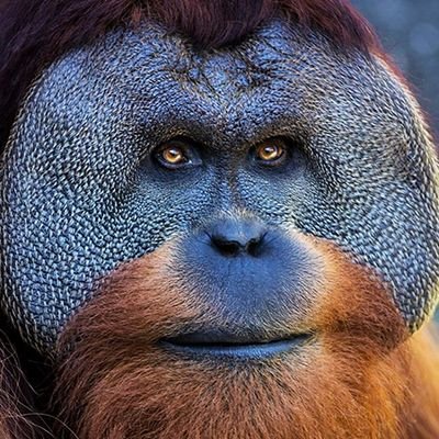 RamasobaneShiko's profile picture. 