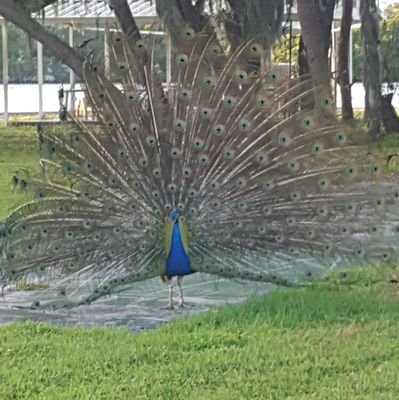 0Scratcher's profile picture. 