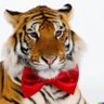 RedTigerAuditor's profile picture. Part time  : investor, Auditor, content creator. 
///////
Full time : Crypto