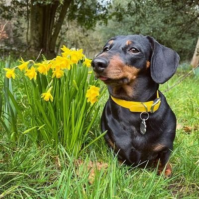 🐶Welcome to #dachshund Lovers community, We share daily Dachshund updates for it's fans 🐕 If you are a true dog lover, follow us for daily Dachshund updates!!