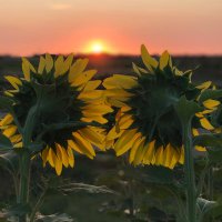 Kansas108 (@kansas1111) 's Twitter Profile