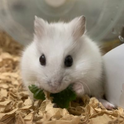 hamsternail's profile picture. 