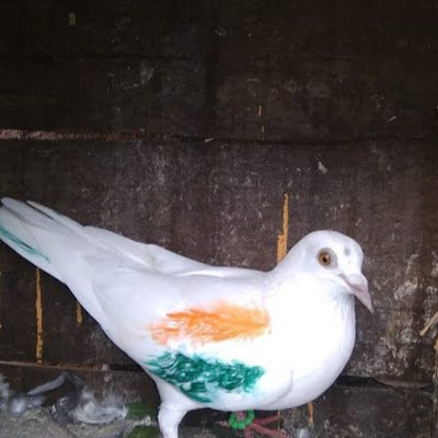 GalaveVikr3649's profile picture. 